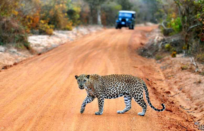 Adventure Odyssey Sri Lanka